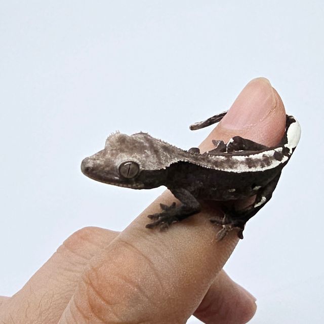 아잔틱