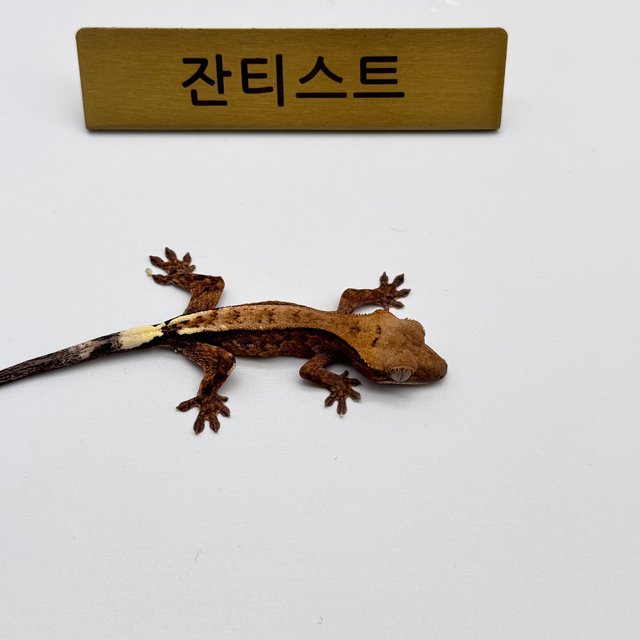 100%헷아잔틱 카푸치노