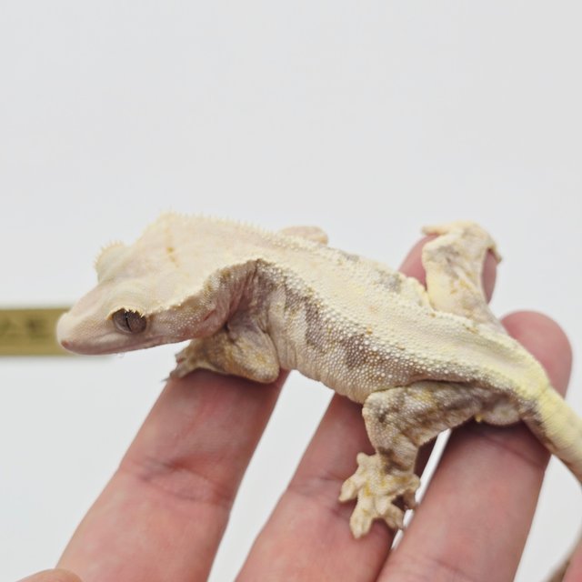 릴리100%헷아잔틱