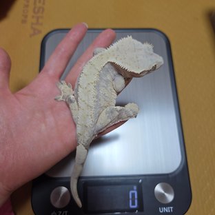 트라이 익스트림할리퀸