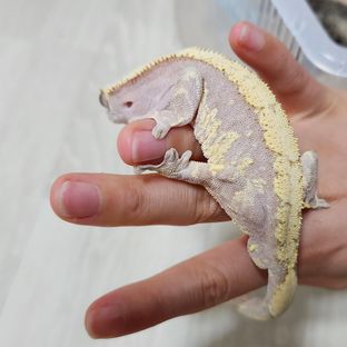 레드 익스트림할리퀸