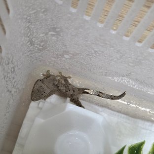 바기