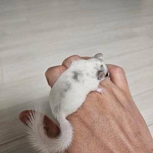달마시안 하이 화이트