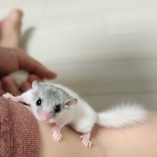 달마시안