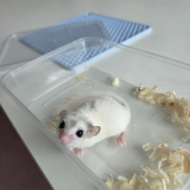 달마시안 하이 화이트