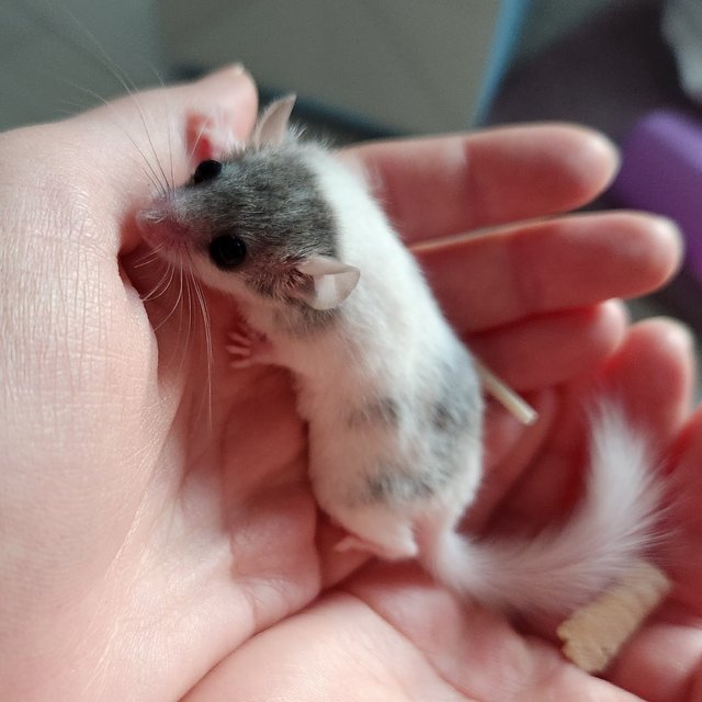 달마시안