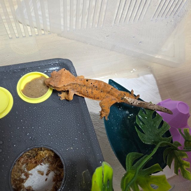 슈퍼달마시안 달마시안 카푸치노 레드