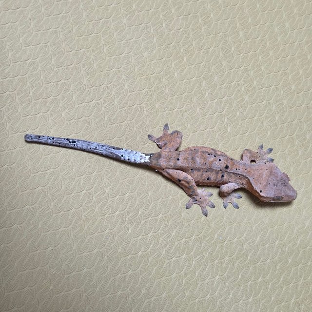 슈퍼달마시안 달마시안 카푸치노 레드