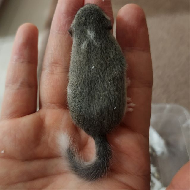 링테일