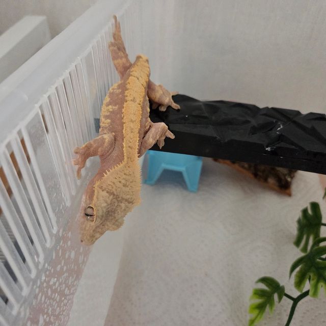 레드 익스트림할리퀸