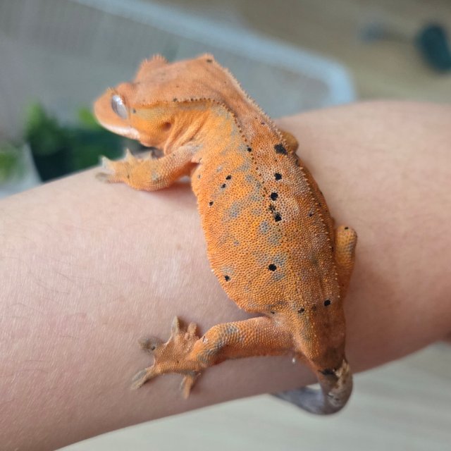 슈퍼달마시안 달마시안 카푸치노 레드