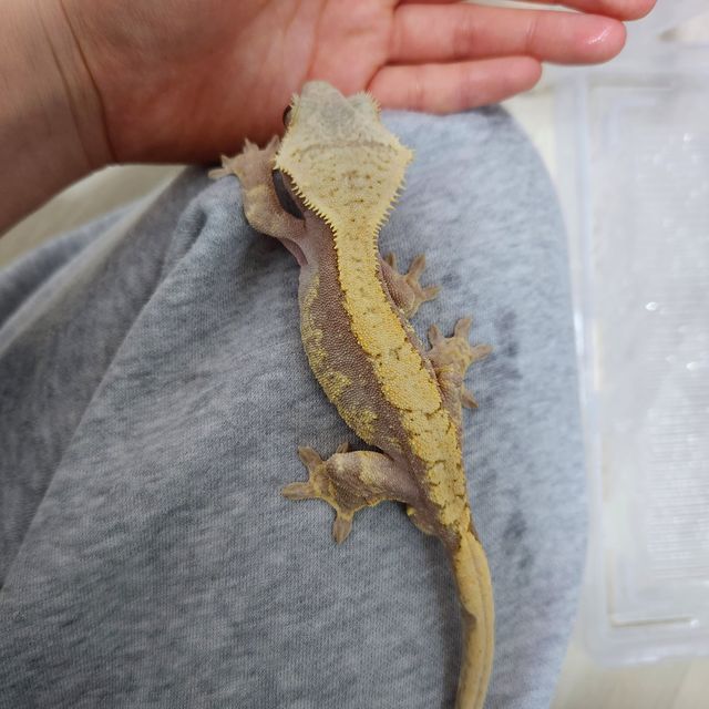 레드 익스트림할리퀸