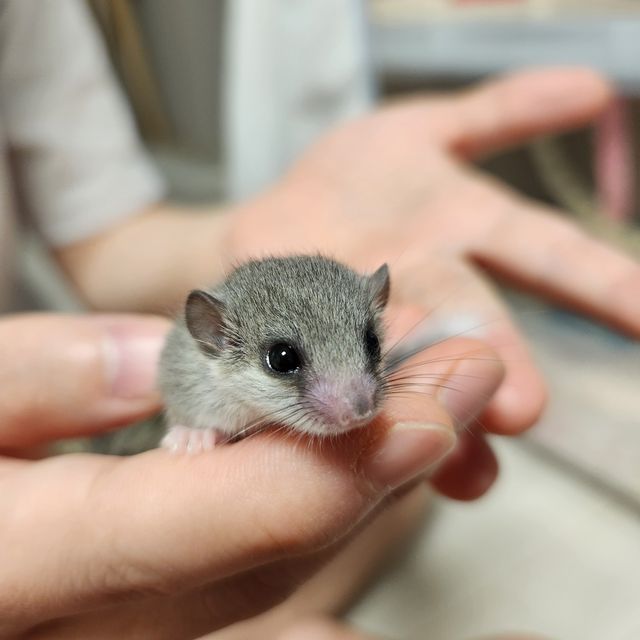링테일