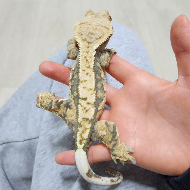 트라이 익스트림할리퀸