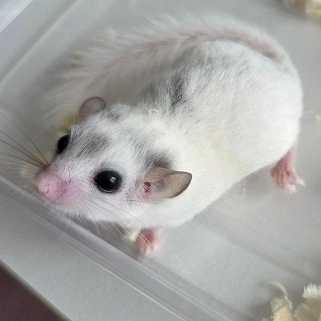 달마시안 하이 화이트