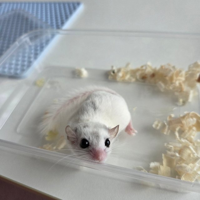 달마시안 하이 화이트