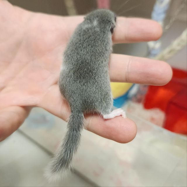 링테일
