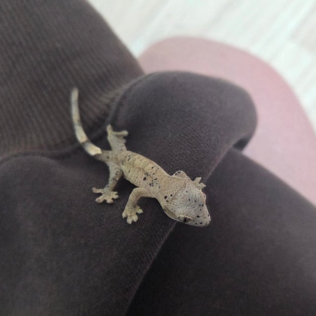 슈퍼달마시안 달마시안