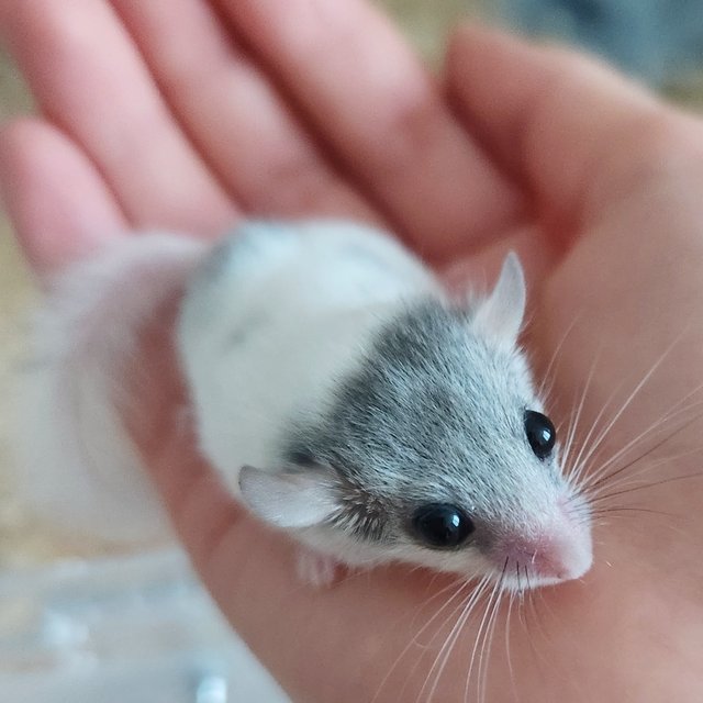 달마시안