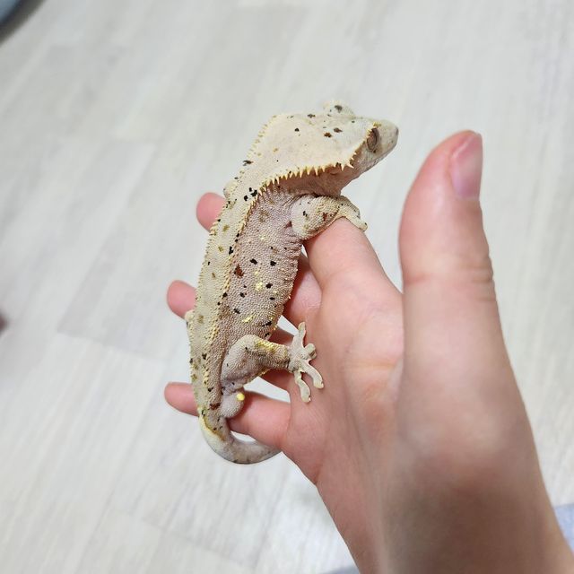 슈퍼달마시안 레드