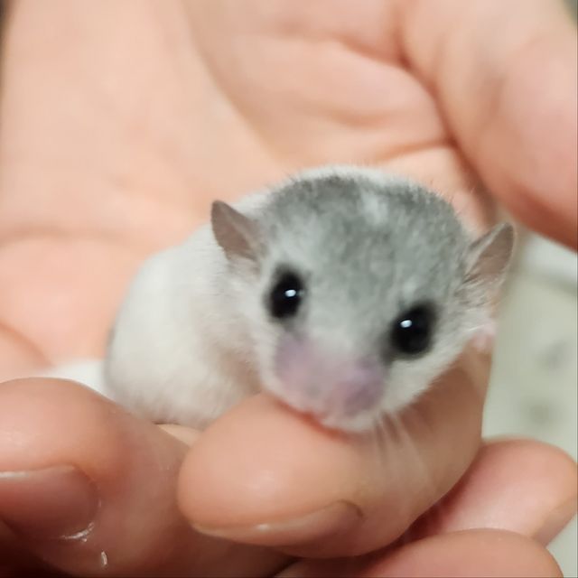 달마시안