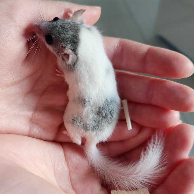 달마시안
