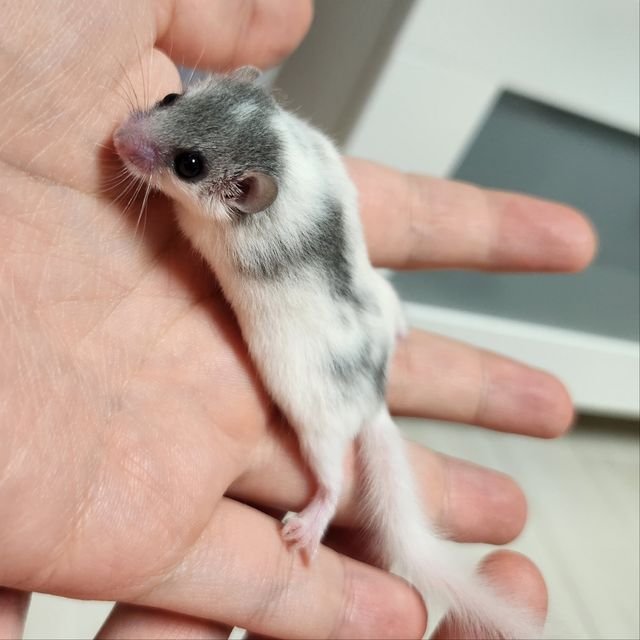 달마시안