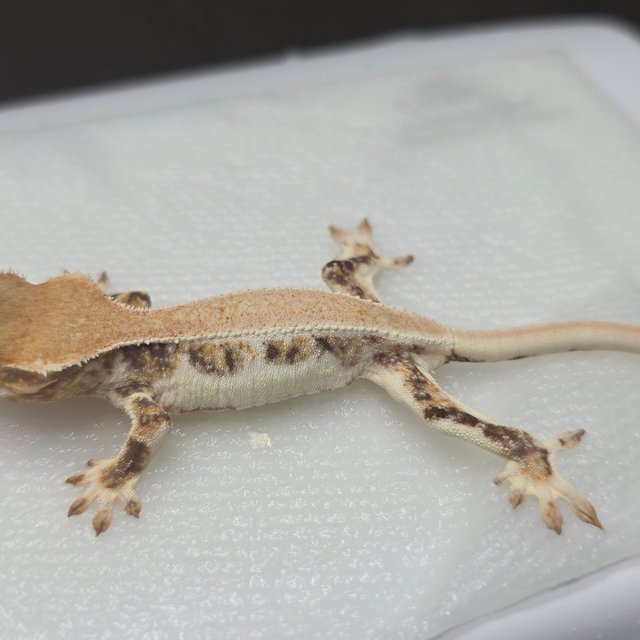 릴리화이트 솔리드백