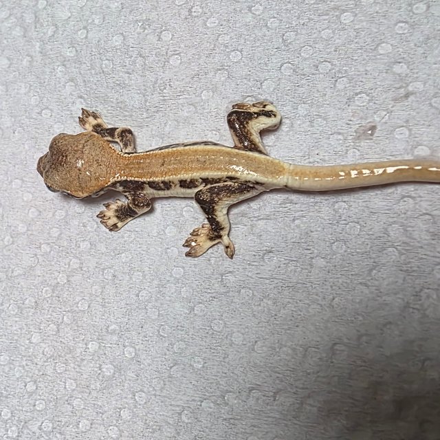 릴리화이트 솔리드백