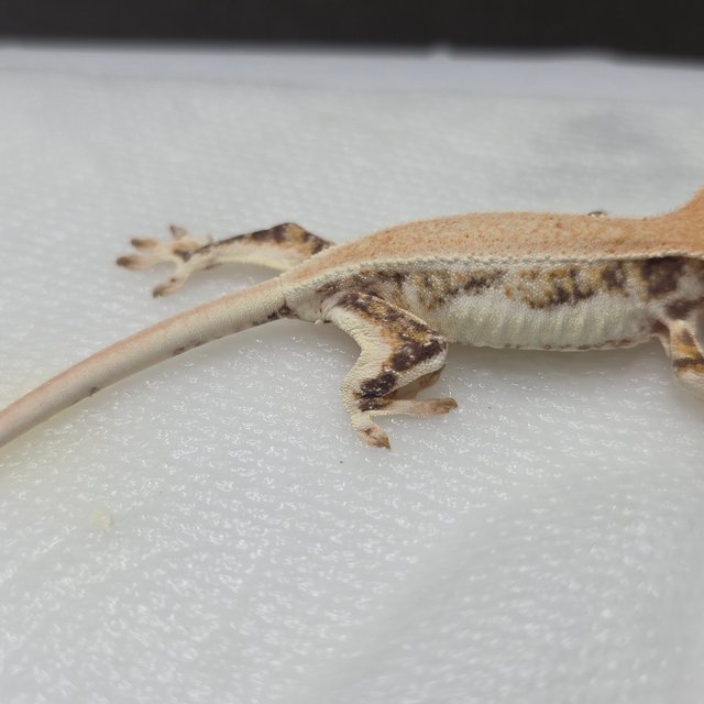 릴리화이트 솔리드백