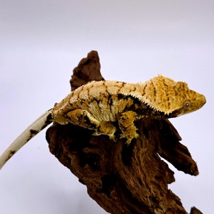 트라이 화이트포트홀