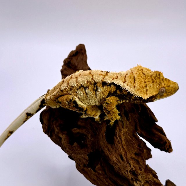 트라이 화이트포트홀