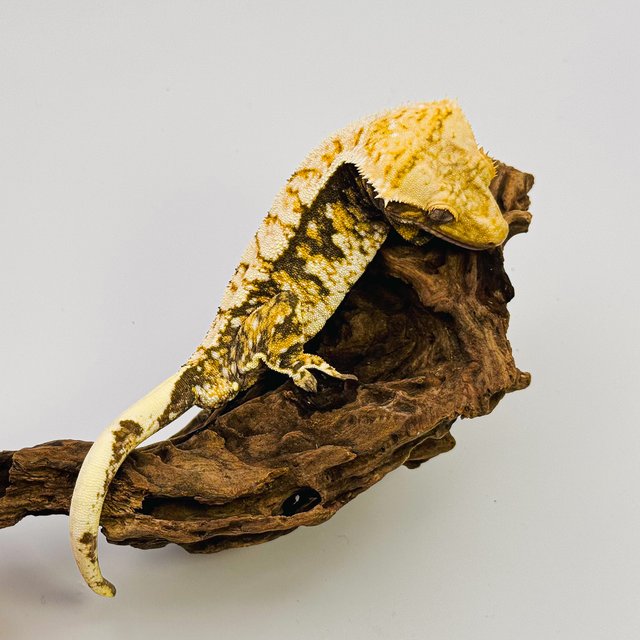 트라이 화이트스팟