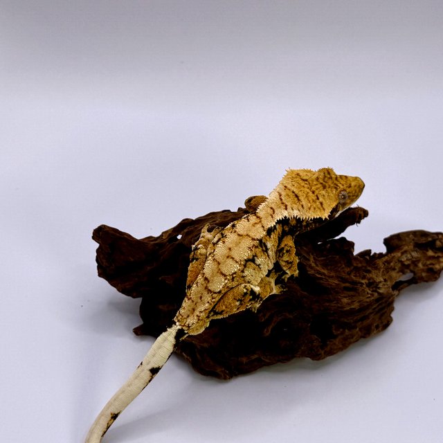 트라이 화이트포트홀