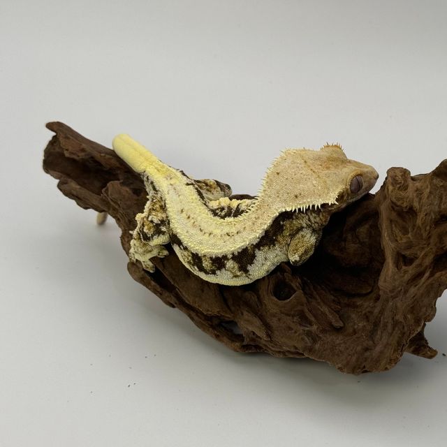 트라이 릴리화이트