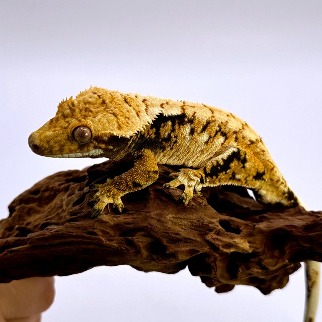 트라이 화이트포트홀