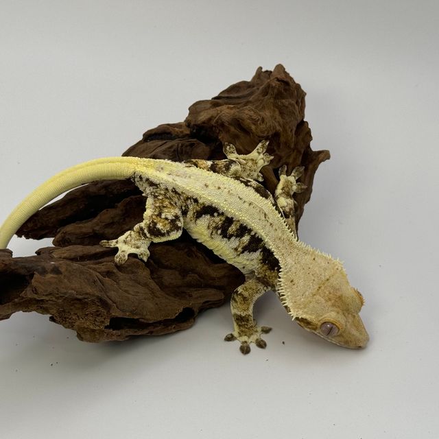 트라이 릴리화이트