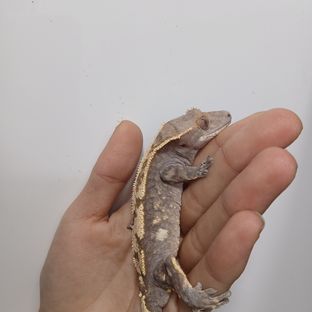 세이블