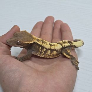 세이블