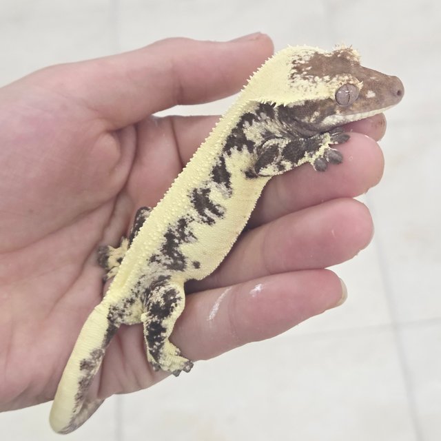 릴리 세이블 100%헷아잔틱