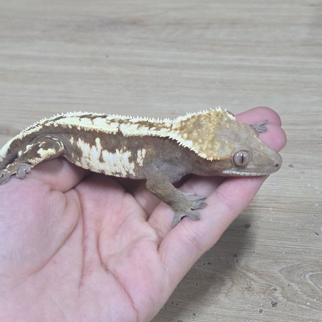 세이블