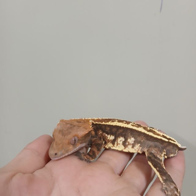 카푸치노