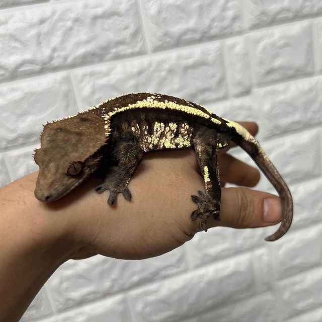 카푸치노
