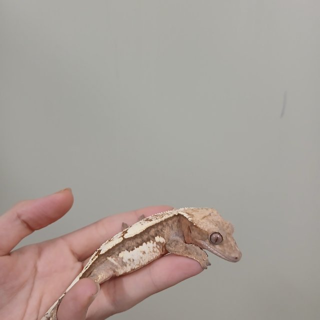 세이블