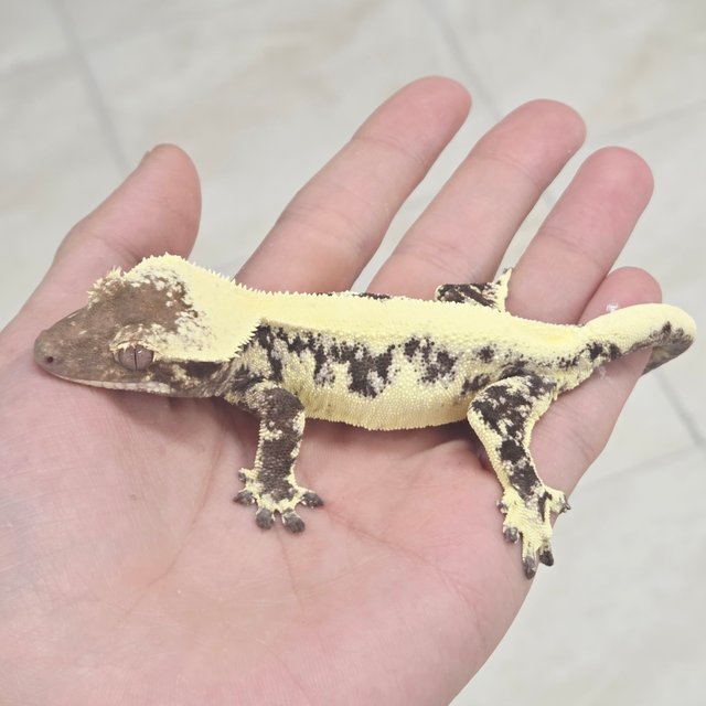 릴리 세이블 100%헷아잔틱