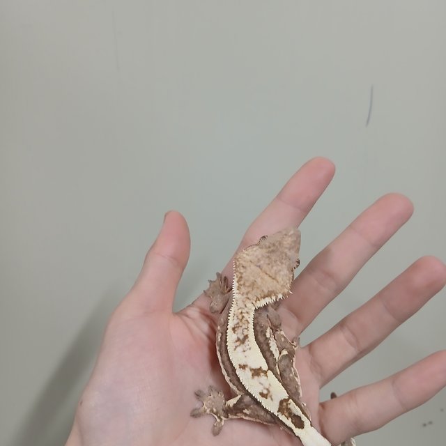 세이블