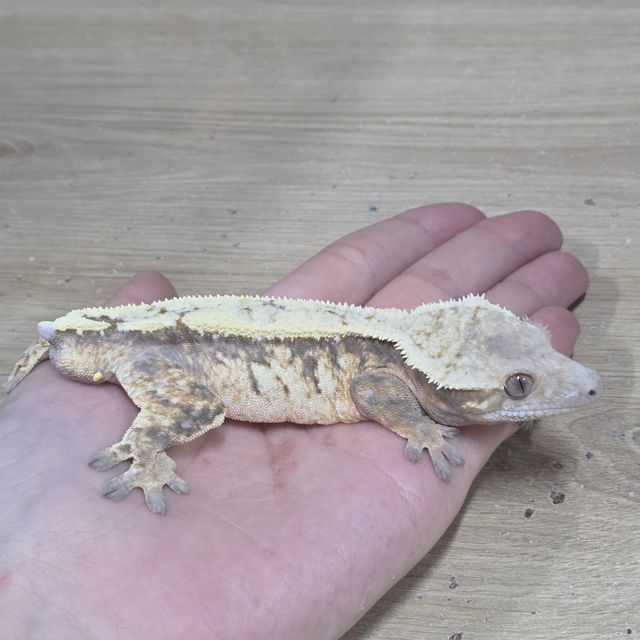 세이블