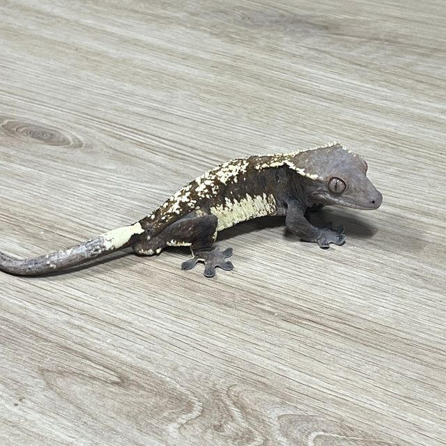 세이블