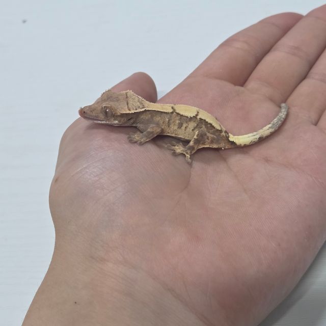 세이블