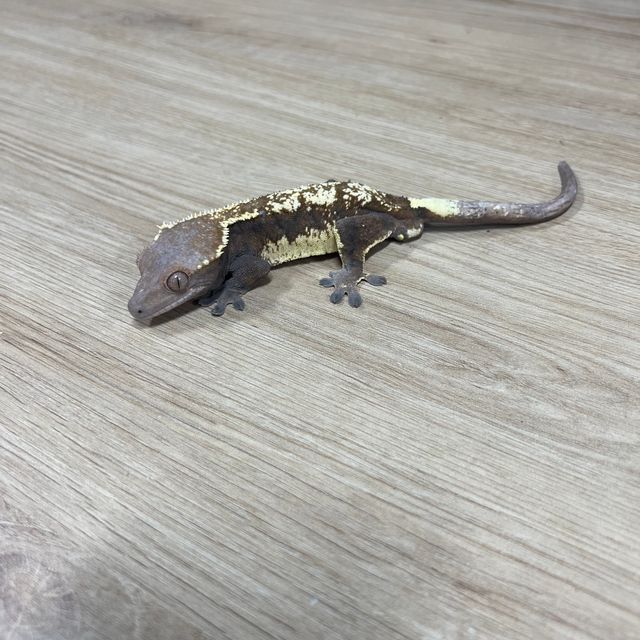 세이블